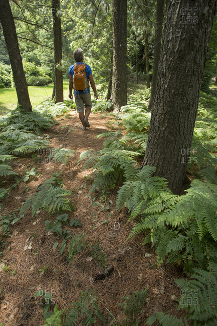 Male hiker follows trail through forest, ferns