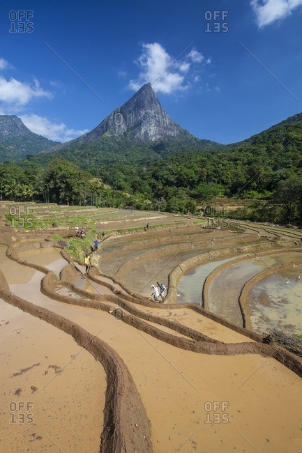 Sri Lanka - February 26, 2013: Villagers prepare rice fields