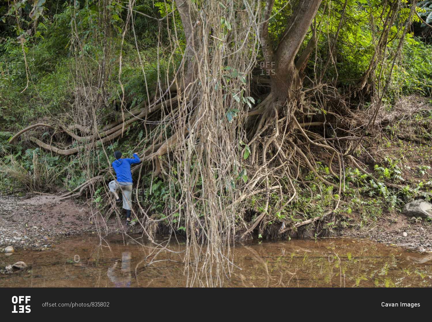 Man climbing roots of tree on shore of Nam Ou River in Phou Den Din National Protected Area, Phongsaly, Laos