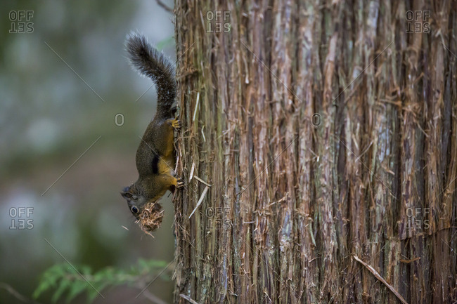 A small squirrel with food on a tree in the woods of Squamish, Canada.