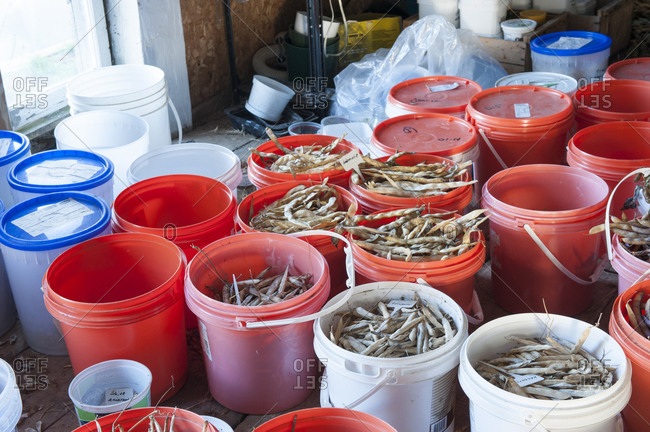 Buckets of dried beans