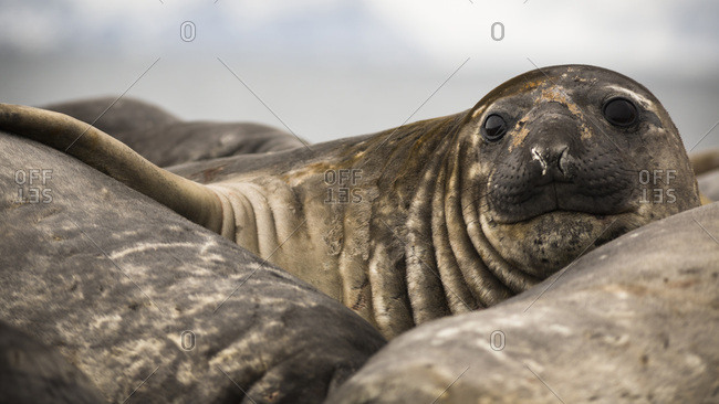 Cute Elephant Stock Photos Offset