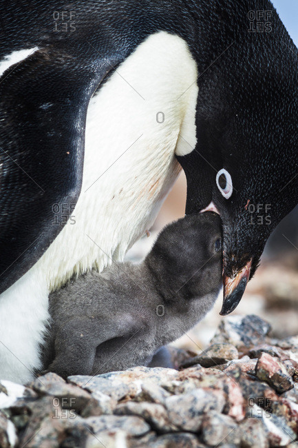 Adelie Penguin is feeding a chick, Yalour Islands, Antarctic Peninsula, Antarctica.