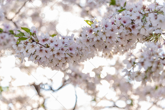 Pink cherry blossoms on a tree