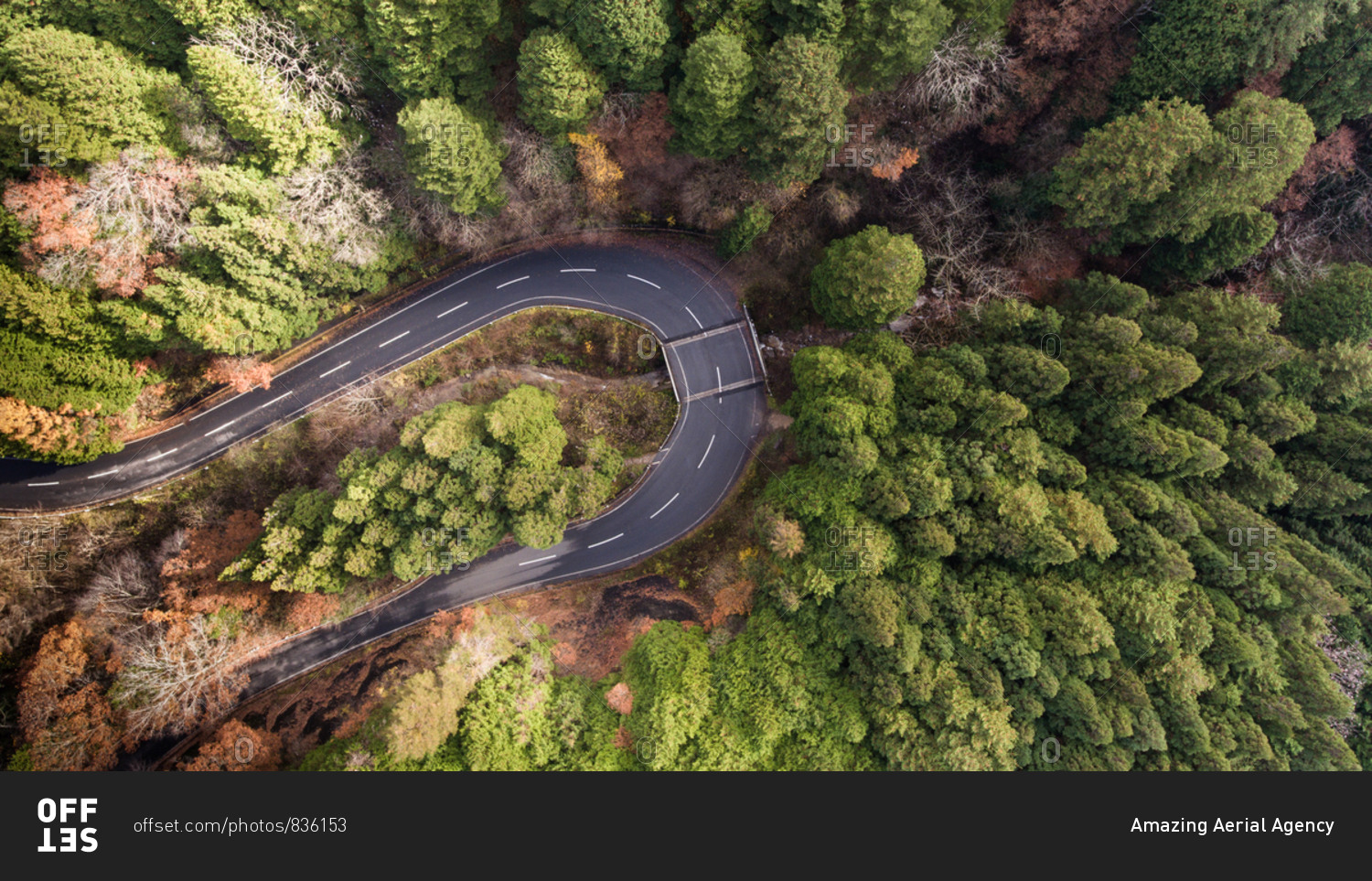 Aerial view of a road crossing a Japanease forest, Japan, Asia.