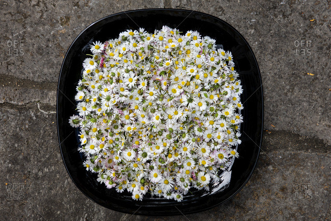 Bowl of cut daisies