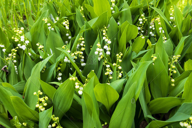 Lilies of the Valley