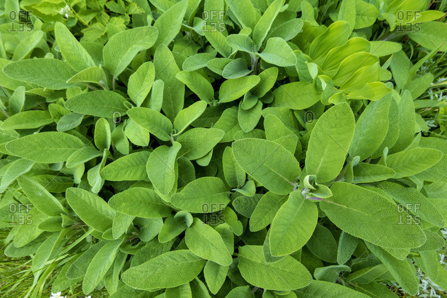 Sage in garden