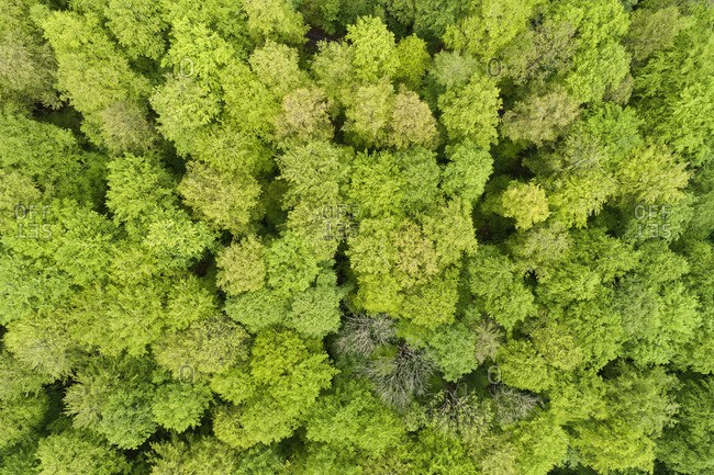 Aerial view of forest with fresh vital leaves from above in early springtime- Spessart- Franconia- Bavaria- Germany