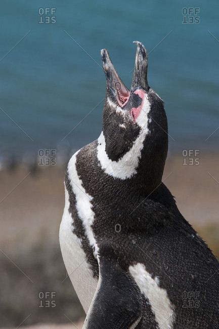 Magellanic Penguin- Valdes Peninsula- Argentina- South America