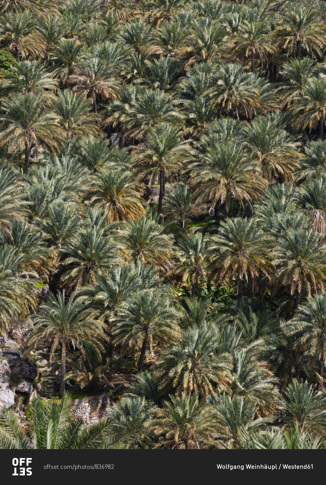 Oman- Ad Dakhiliyah Governorate- palm grove