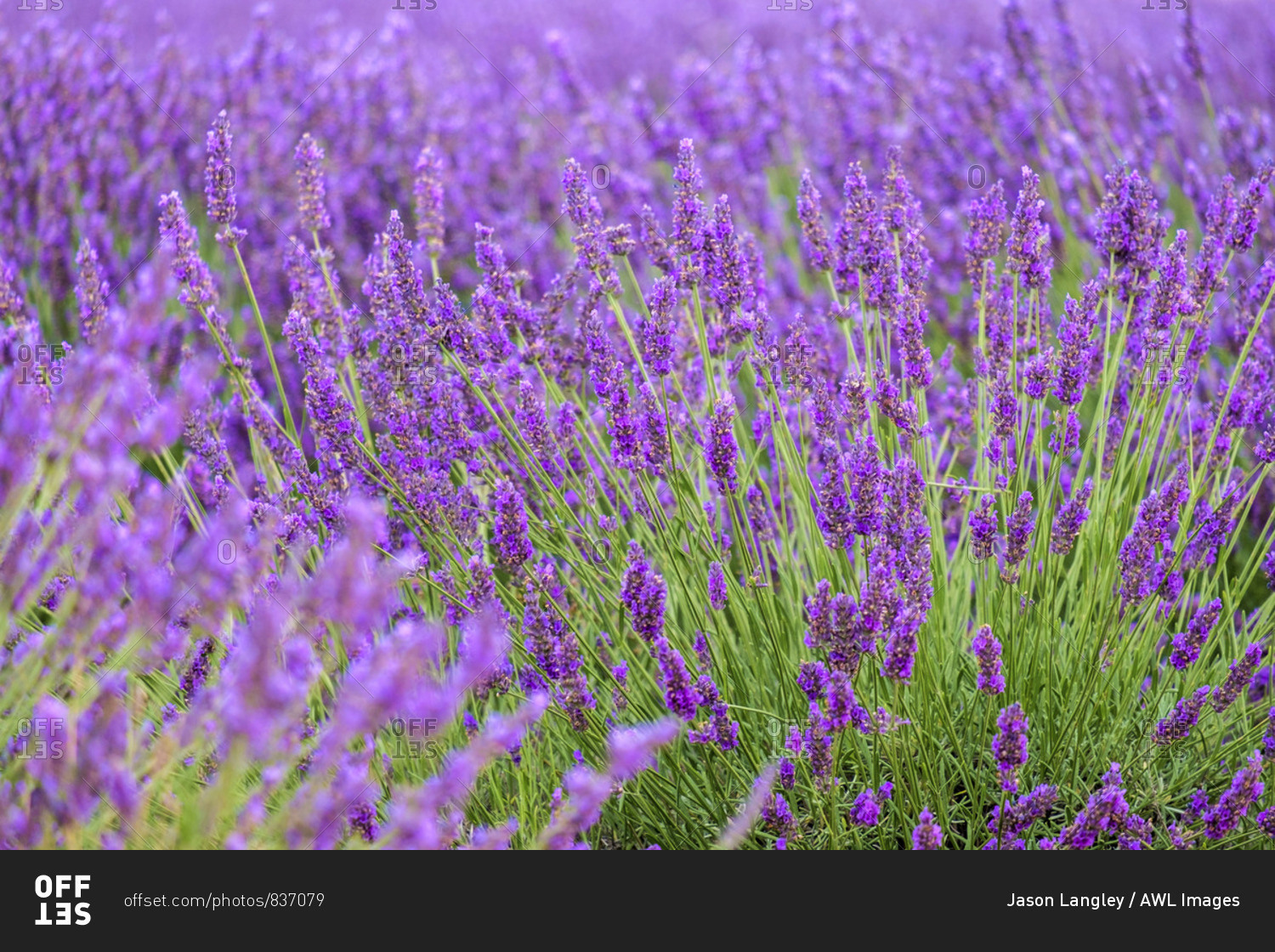 Lavender blossoms in height of bloom in early July, Plateau de Valensole, near Puimoisson, Provence-Alpes-Cote d\'Azur, France