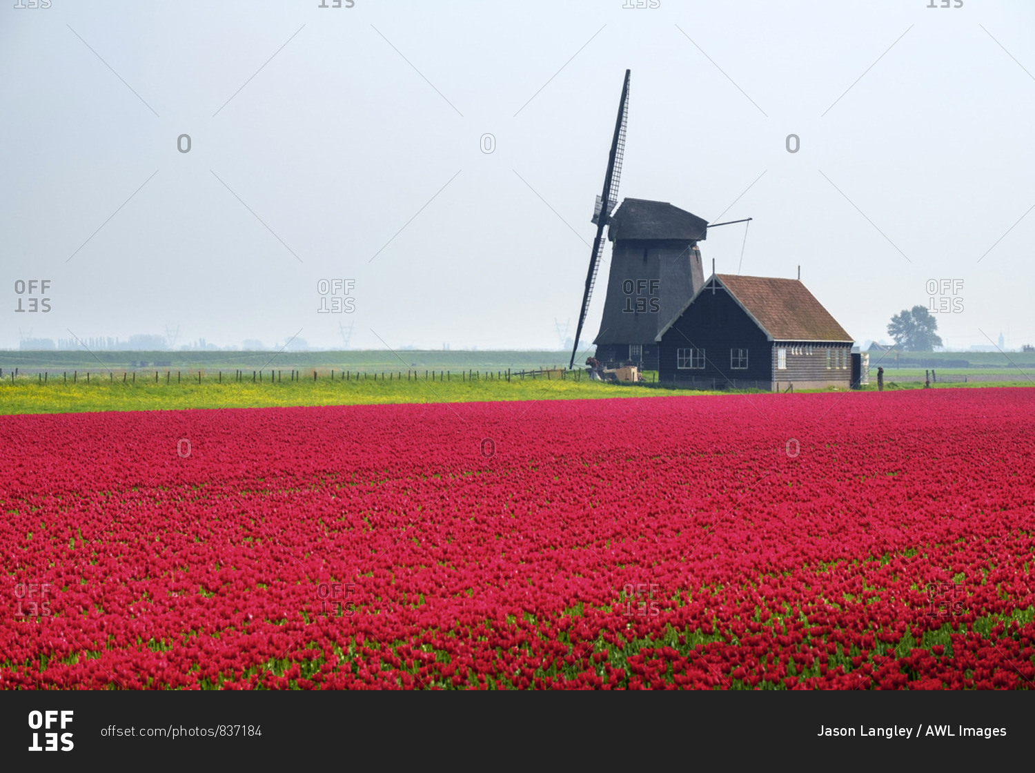 Windmill and red tulip fields in spring near village of Schermerhorn, North Holland, Netherlands