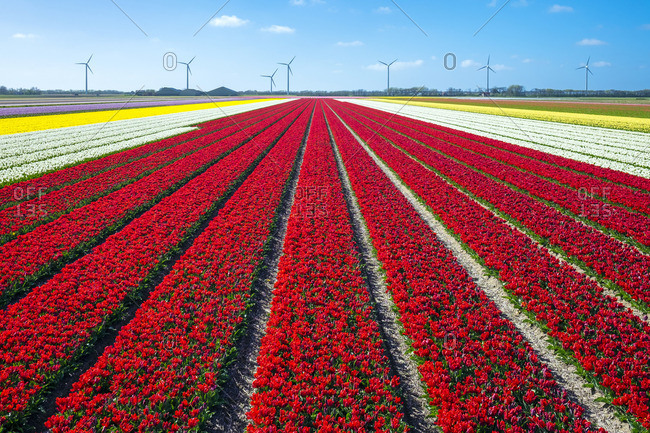 Netherlands, North Holland, Burgerbrug. Bright red tulip field in spring.