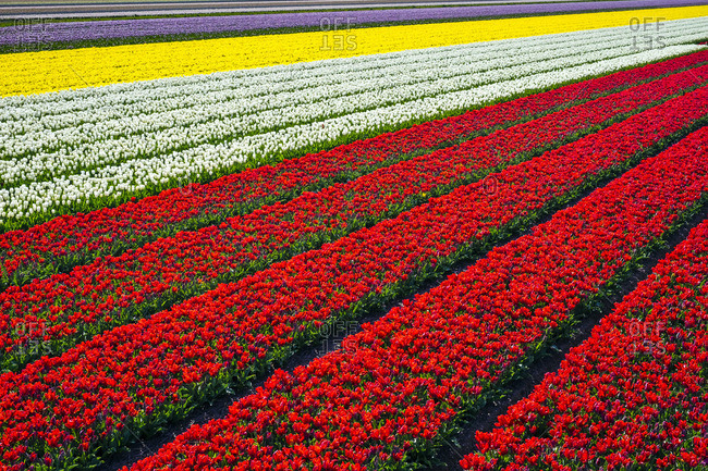 Netherlands, North Holland, Burgerbrug. Bright red tulip field in spring.