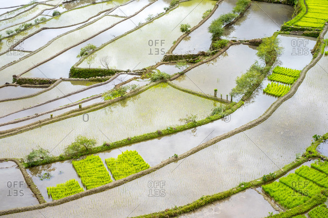 Elevated view of flooded rice terraces during early spring planting season, Batad, Banaue, Mountain Province, Cordillera Administrative Region, Philippines
