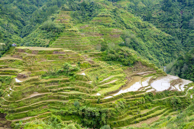 Banaue rice terraces in early spring, Mountain Province, Cordillera Administrative Region, Philippines
