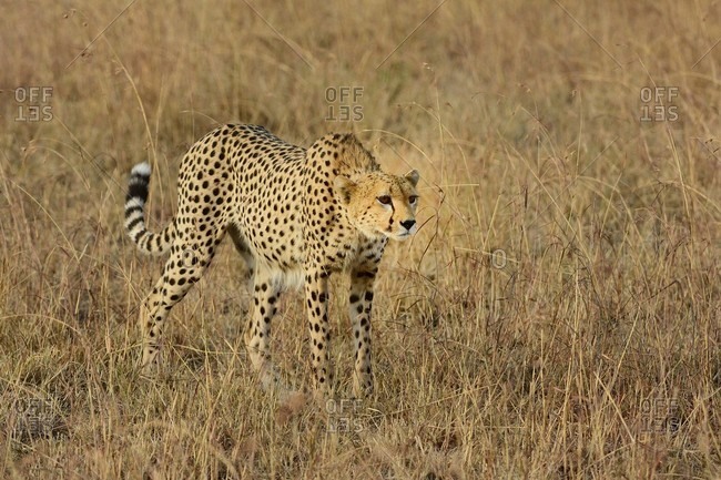 (Acinonyx jubatus) savannah