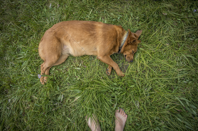 Dog naps hard after a long day backpacking in Montana's Crazy Mountains.