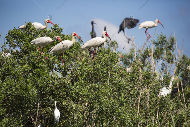Birds perching on bush, Lake Charles, Louisiana, USA