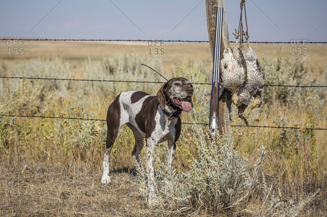 English pointer dog stands near barbed wire fence with a brace of sage grouse shot in Northeastern Montana.