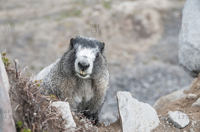 Hoary Marmot in Washington's North Cascades.