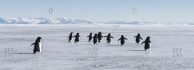 Adelie Penguins in McMurdo Sound Antarctica.