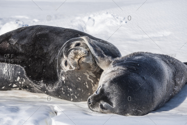Weddell Seal on the sea ice of McMurdo Sound, Antarctica.