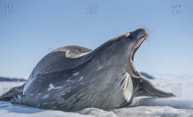 Weddell Seal on the sea ice of McMurdo Sound, Antarctica.