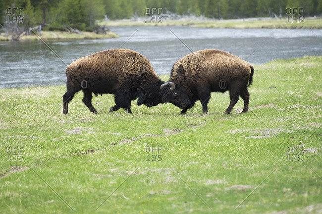 Two bison fighting