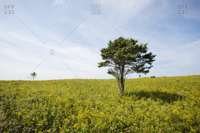 A Golden Rod Field In Rodmans Hollow In Block Island