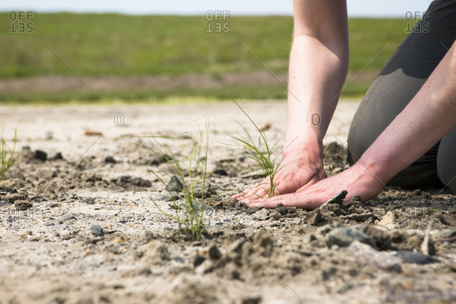 Salt marsh restoration program as part of Save the Bay, Middletown, Rhode Island, USA