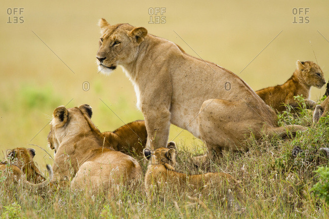 Lions keep an eye over their Masai Mara, Kenya domain.