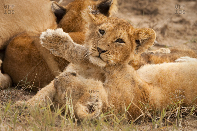 Lion cubs wrestle on Masai Mara, Kenya.
