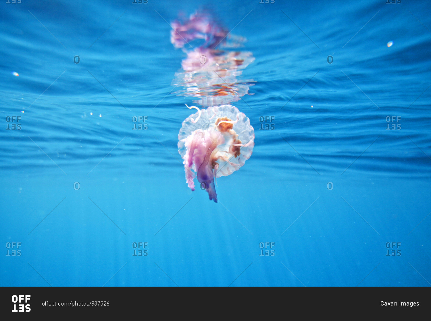 Underwater View Of A Jellyfish From The Mediterranean Sea by Cavan Images