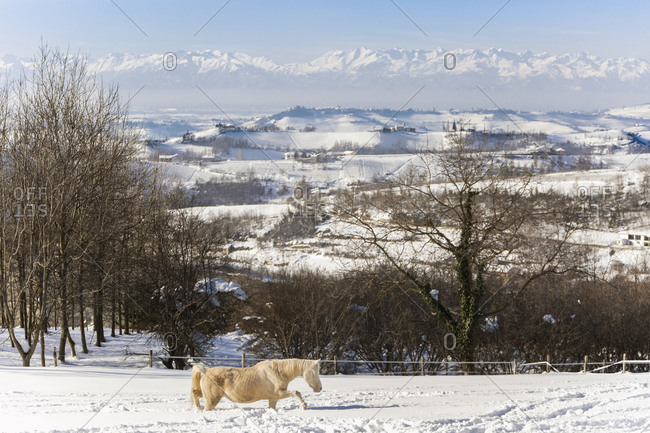 Silver Coloured Arabian horses in Somano, Italy