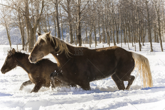 Silver Coloured Arabian horses in Somano, Italy