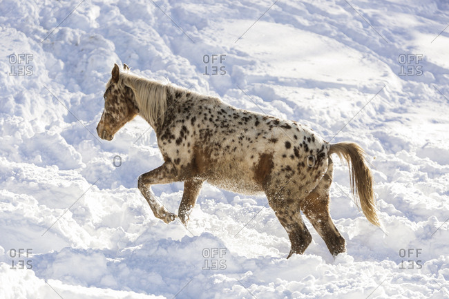 Silver Coloured Arabians.