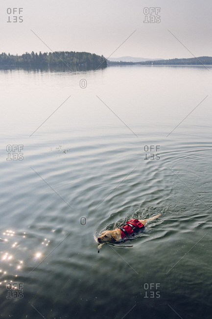 Dog swimming in a lake while wearing a canine P.F.D.