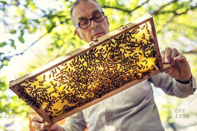 Beekeeper checking honeycomb with honeybees