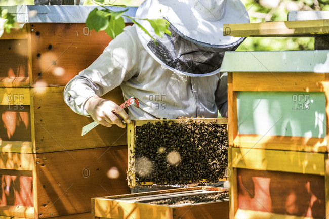 Beekeeper checking honeycomb with honeybees