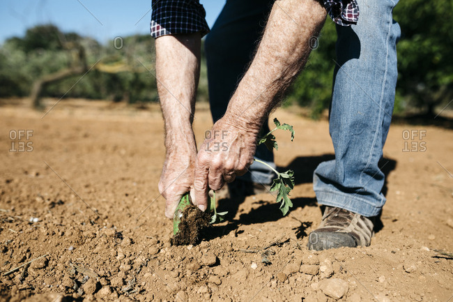 Hands of retired man planting lettuce in the garden
