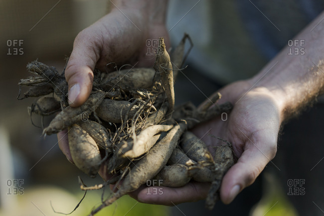 Close-up of man holding tubers in garden