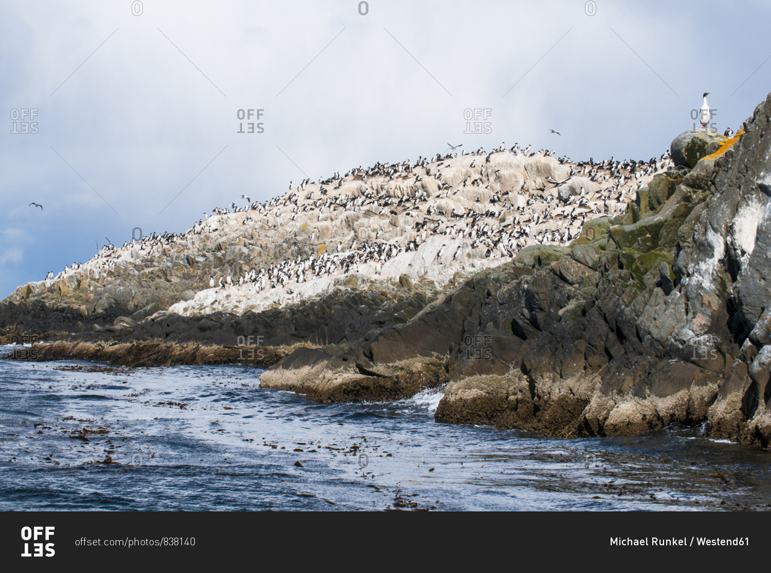 Cormorants on an island in the Beagle channel- Ushuaia- Tierra del Fuego- Argentina- South America