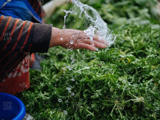 Hand splashing water on green leafy vegetables
