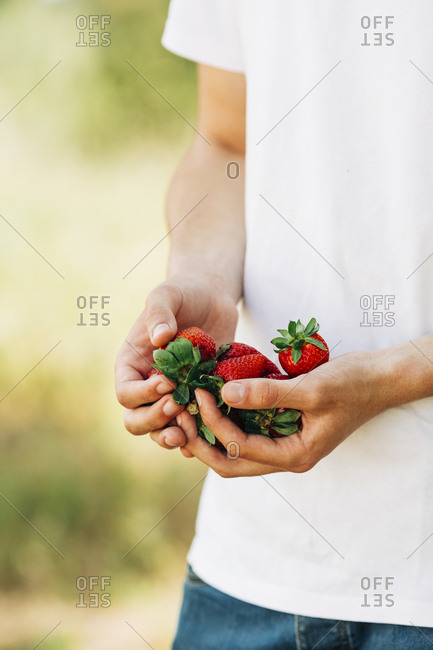 Hands of young man holding strawberries
