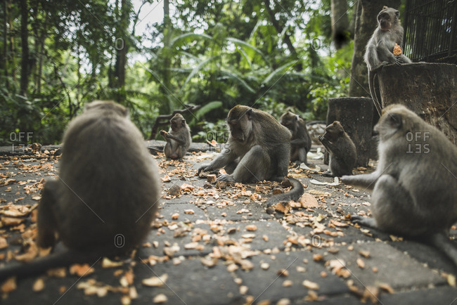 Macaques on pavement with leaves in Bali, Indonesia