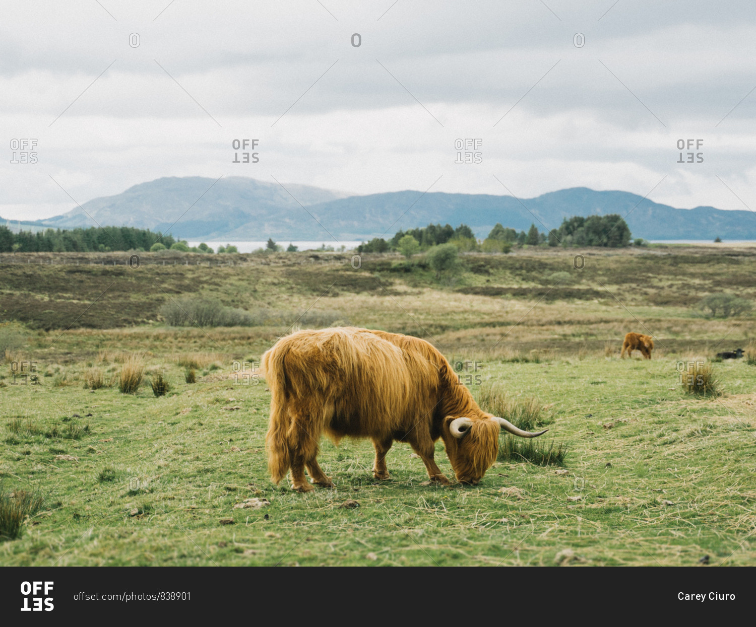 Finding Scotland's Grazing Highland Coos