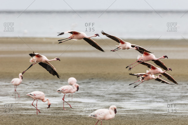 Flock of Flamingos on Walvis Bay, Namibia, Africa