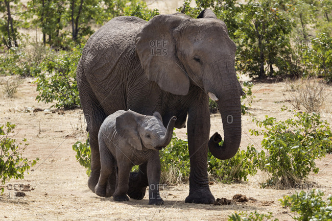 Elephant and baby elephant at Etosha National Park, Namibia, Africa